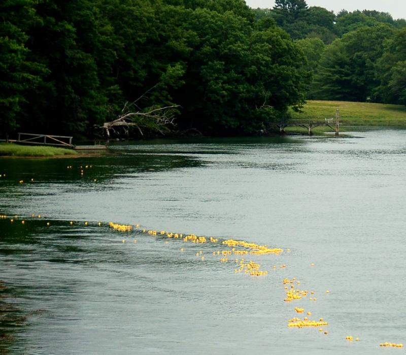 Rubber ducks are released upstream in the Damariscotta River on Saturday, July 4. ART MAYERS/Wiscasset Newspaper