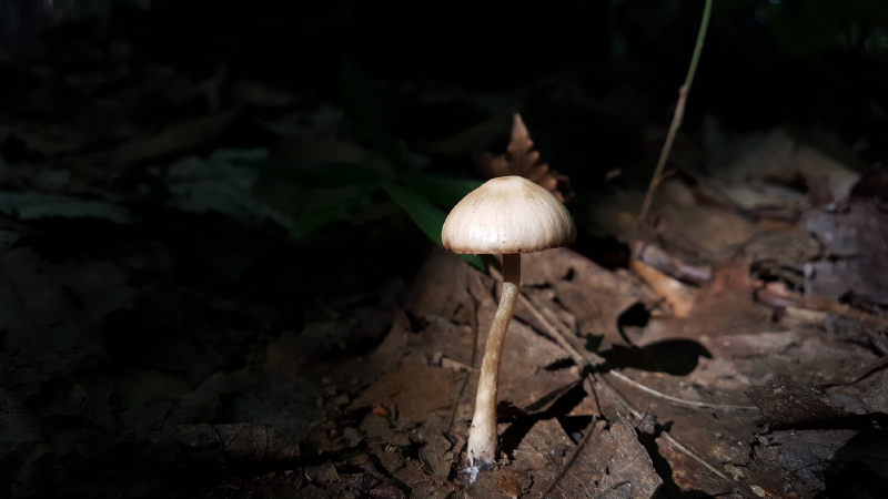 “Mushroom.” Charla Lippert, Boothbay Charla Lippert