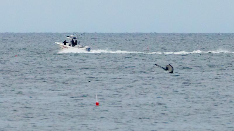 It’s a whale! Mike Leonard photo