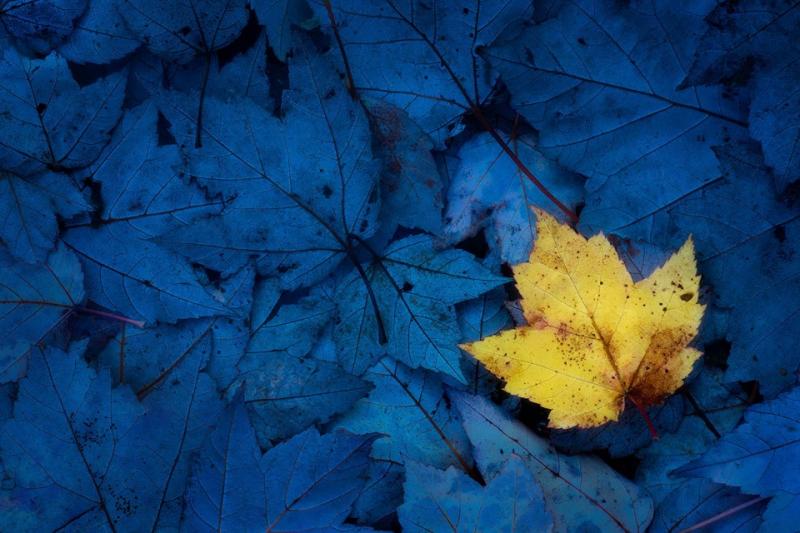 The MPS Committee choice: 2018 color, “Blue and Yellow” by Jeffrey Bazinet. Courtesy of MPS Jeffrey Bazinet photo