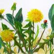 Judy Nixon of Damariscotta ME, “Dandelions” 