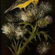 Garden Thistle by Heather Gibson Lusk