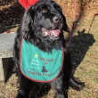  Fritz-the-Reindeer-Dog 