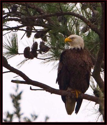 Bald eagle. Courtesy of Kirk Rogers