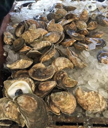 Oysters! LISA KRISTOFF/Boothbay Register