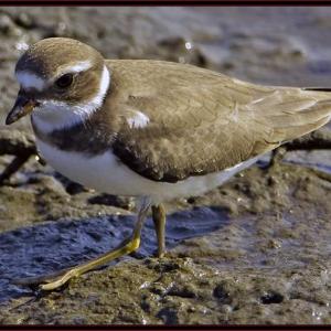 A semipalmated plover navigates slick rocks. The estuary area visible from the Boothbay Region Land Trust’s Oven’s Mouth Preserve and the salt marsh at the Zak Preserve are a few of the good places to look for shorebirds around Boothbay. Courtesy of Kirk M. Rogers A semipalmated plover navigates slick rocks. Courtesy of Kirk M. Rogers