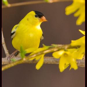 An American Goldfinch. Courtesy of Kirk Rogers. An American Goldfinch. Courtesy of Kirk Rogers.