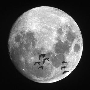 Mallards flying in front of the moon. Courtesy of Kirk M. Rogers. Mallards flying in front of the moon. Courtesy of Kirk M. Rogers.