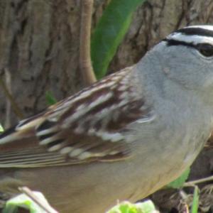 A white-crowned sparrow. Courtesy of Jeffrey Wells A white-crowned sparrow. Courtesy of Jeffrey Wells