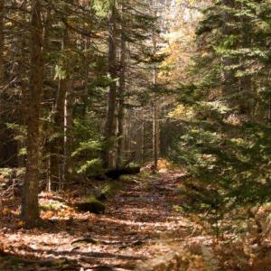 The Linekin Preserve and the Burley Loop present various hiking opportunities. Courtesy of the Boothbay Region Land Trust