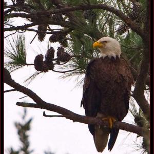 Bald eagle. Courtesy of Kirk Rogers Bald eagle. Courtesy of Kirk Rogers