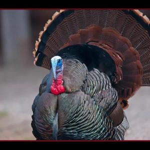 Wild turkey. Courtesy of Kirk Rogers Wild turkey. Courtesy of Kirk Rogers