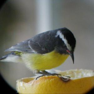 A Bananaquit. Courtesy of Kirk Rogers. Below: Courtesy of Jeff Wells A Bananaquit. Courtesy of Kirk Rogers.