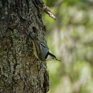 Like Black-capped Chickadees white-breasted nuthatches forage for insects under tree bark to make it through cold spells. Courtesy of Jeff Wells Like Black-capped Chickadees white-breasted nuthatches forage for insects under tree bark to make it through cold spells. Courtesy of Jeff Wells