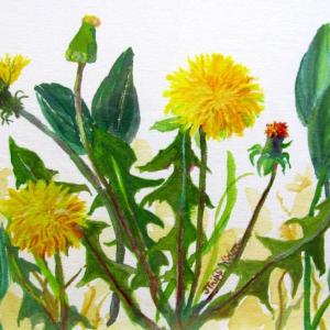 Judy Nixon is one of the Damariscotta artists in the “Flower Show” at River Arts opening April 22. The gouache above is entitled, “Dandelions.” Courtesy of Linda Morkeski Judy Nixon of Damariscotta ME, “Dandelions”