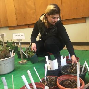 Wiscasset’s Cynthia Spurgin shops May 7 at Wiscasset Garden Club’s annual plant sale. SUSAN JOHNS/Wiscasset Newspaper