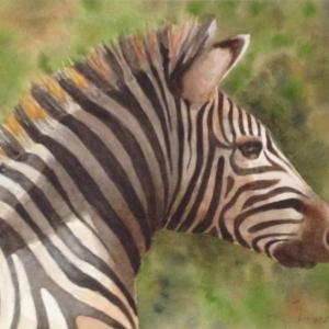 Marnie Hackenberg's photograph, “Zebra Head,” taken during a trip to Africa. Courtesy of the gallery